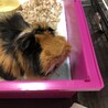 モルモットの男の子。人懐っこい可愛い子です サムネイル2