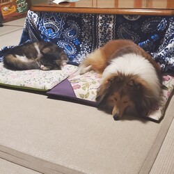 冬眠しましょう