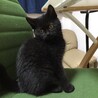 まる顔黒猫男の子です！ サムネイル5