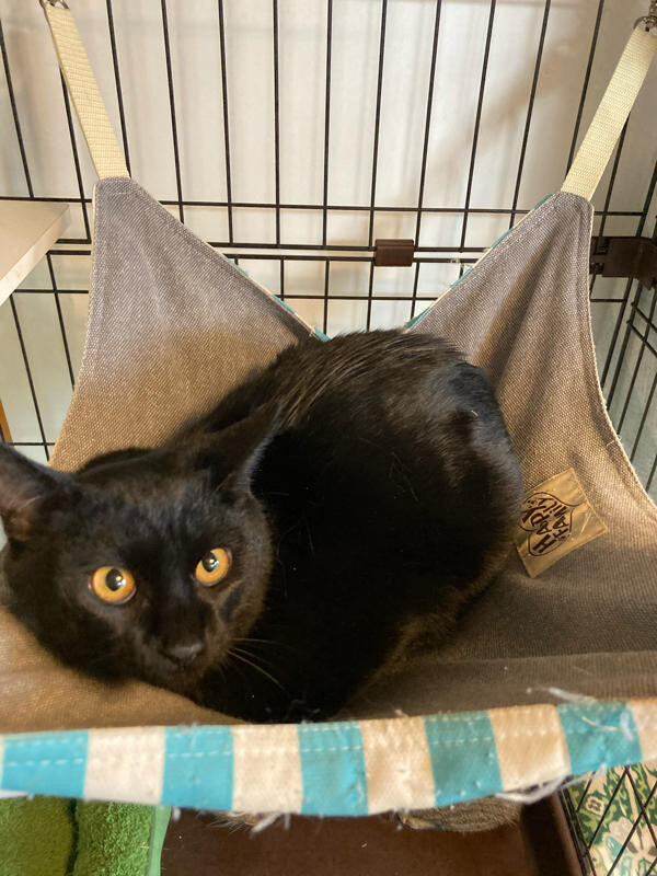 かわいい黒猫の大和君 約7か月 東京都 猫の里親募集 ペットのおうち 月間利用者150万人