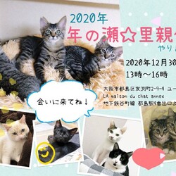 『年の瀬☆里親会』