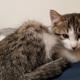 白キジトラ♂️　かわいいです(#^.^#)