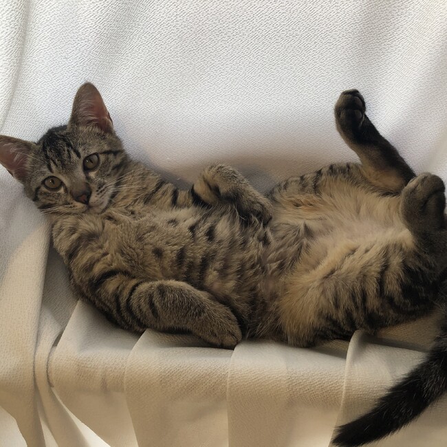 しろくまーちゃんのカバー写真