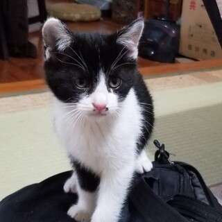 ハチワレ♀　かわいいです(^-^)