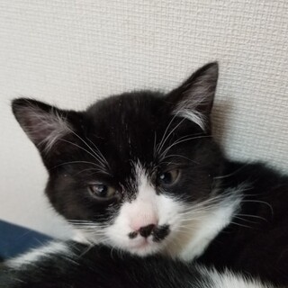 ハチワレ♂️　かわいいです(^-^)