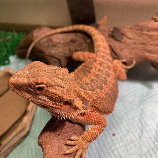 フトアゴヒゲトカゲ