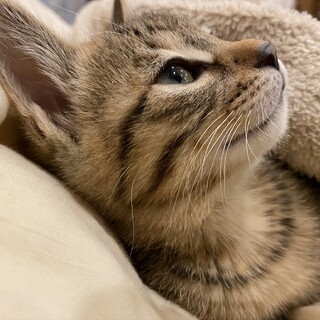 キュートなキジトラの女の子の里親さん募集。