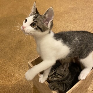 あざと可愛いサバシロ子猫のナミちゃんの里親さん募集