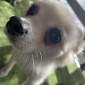 【小平市】募集一時停止ポメラニアン　ソイちゃん