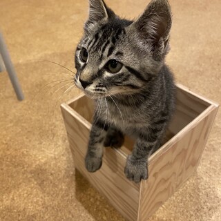 ヤンチャなキジトラのコテツくんの里親募集です。