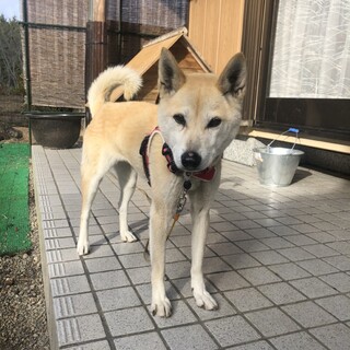 若くて人懐っこい柴のしいちゃん♪♪