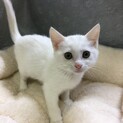 母猫と5匹の子猫たち（るんるん♂）
