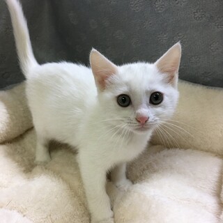 母猫と5匹の子猫たち（るんるん♂）