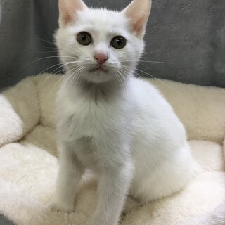 母猫と5匹の子猫たち（みるみる♂）
