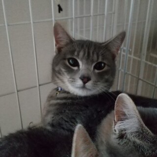保護猫を迎えよう！グレーくんとグレーちゃん！
