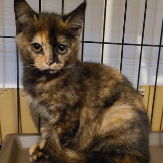 サビ柄　生後約4ヶ月の仔猫