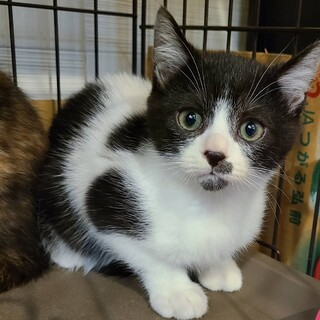 パンダ柄　生後約4ヶ月の仔猫