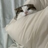 の写真