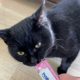 小柄な成猫？モネちゃん