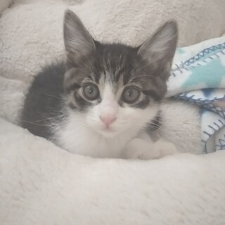 募集一時停止 おしゃまな女の子★ねいろちゃん★