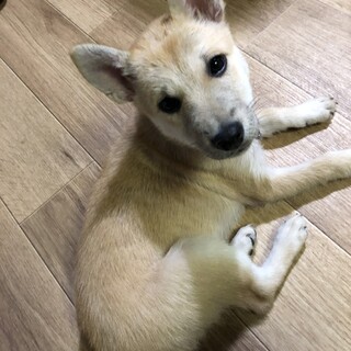 【里親様決定】ユユ♀ の幸せが見つかりました♡