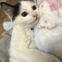 ハチワレのかまってちゃん！