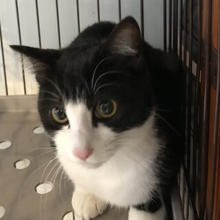 里親決定しました