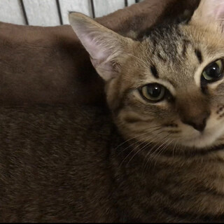 里親決定しました