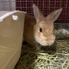 保護うさぎ　（かくれんぼーず） ちゃおくん サムネイル4