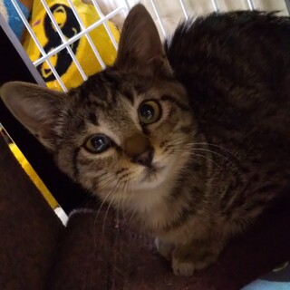 甘えたのココアちゃん♡
