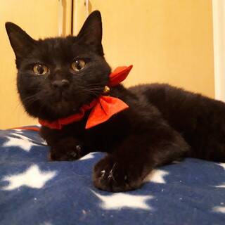 丸顔がキュート！な超甘えん坊、去勢済