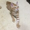可愛い 茶トラの男の子 サムネイル3