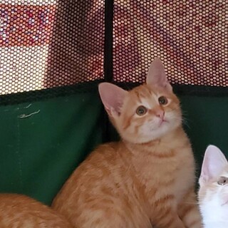 可愛い 茶トラの男の子