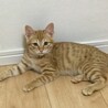 可愛い 茶トラの男の子 サムネイル5