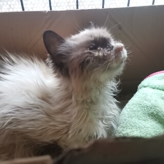 ラグドールがお外でやせ細って生きていました。