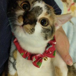 にゃんこ譲渡会 サムネイル2