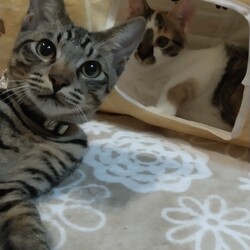 にゃんこ譲渡会 サムネイル3