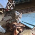 シャイでかわいい仔猫の女の子