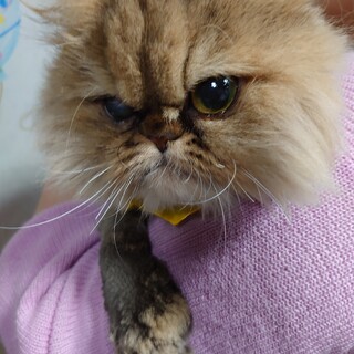 相談中募集停止★小雪＝ふに★もふもふ甘えたさん