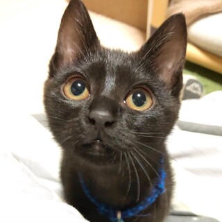 じゃじゃ馬で甘えたな黒女子