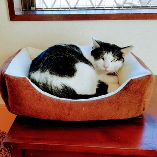 白黒ハチワレ『ジェジェ』