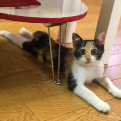 猫スタグラム