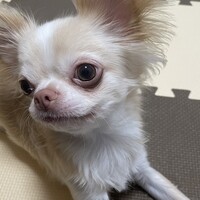 小麦