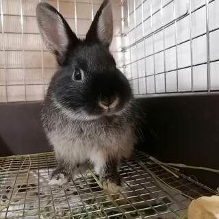 ネザーランドドワーフ　2020年2月26日生まれ