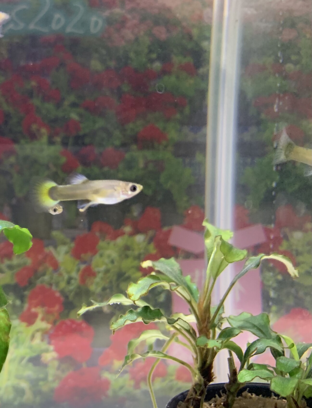 Mix グッピーのこども 大阪府 熱帯魚 観賞魚の里親募集 ペットのおうち 月間利用者150万人