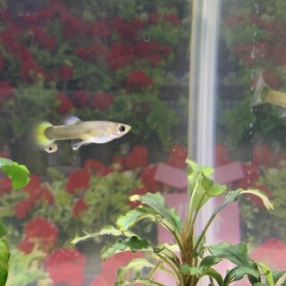 MIX グッピーのこども