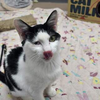 交通事故で大腿骨骨折。人懐っこいオレくん