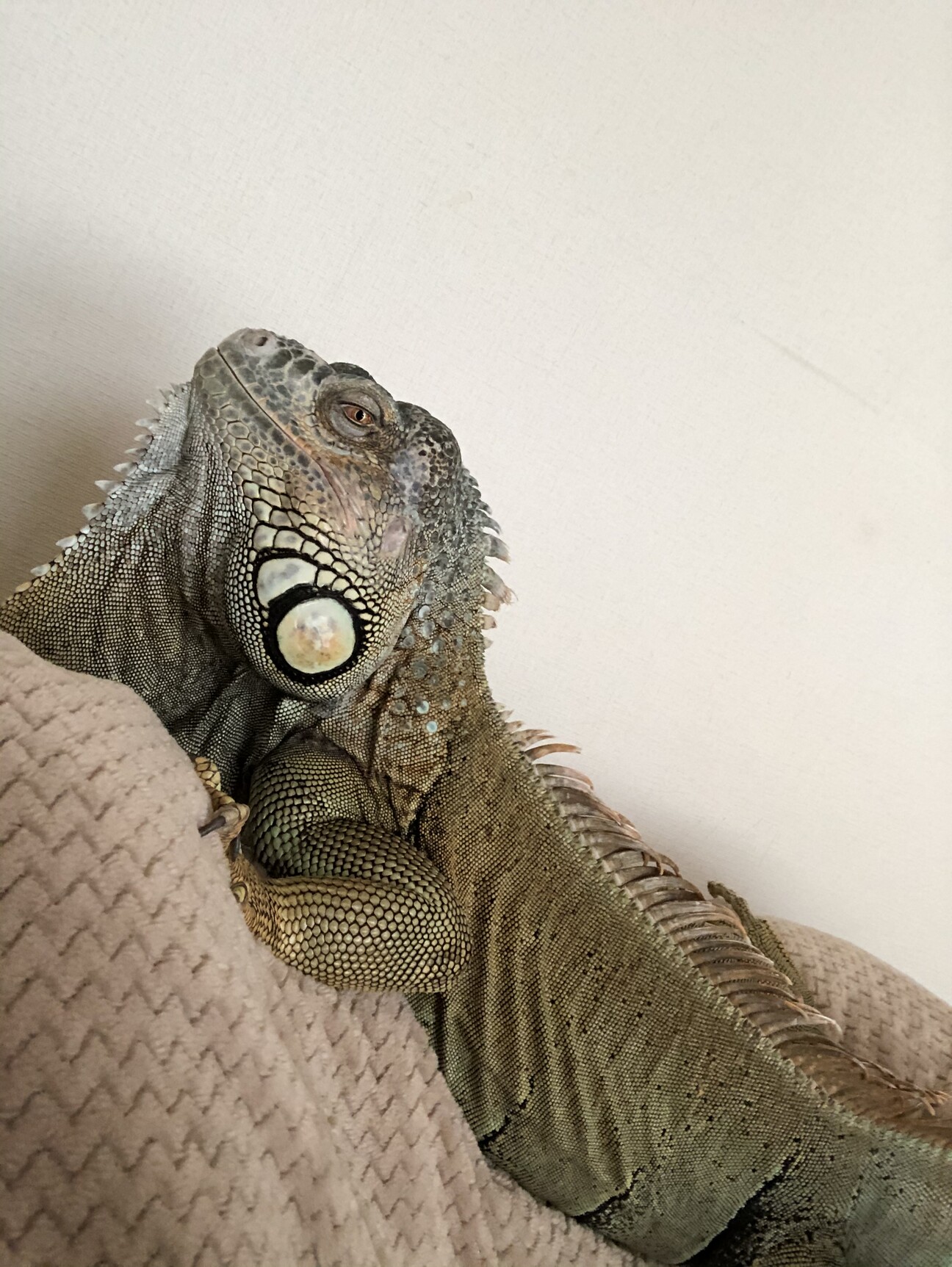 グリーンイグアナ 茨城県 爬虫類 他の里親募集 ペットのおうち 月間利用者150万人