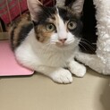 とっても美人な楓ちゃん♪