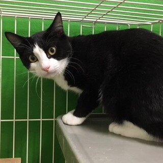 人馴れ特訓中のかちくん